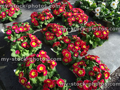 Stock image of red primroses, annual winter / spring bedding flowers
