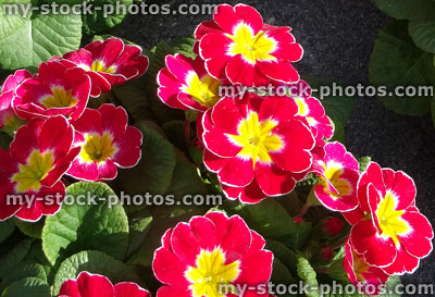 Stock image of flowering red primroses, annual winter / spring bedding plants