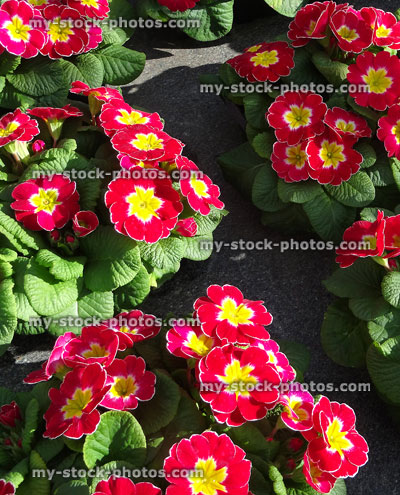 Stock image of red primrose flowers, annual winter / spring bedding plants
