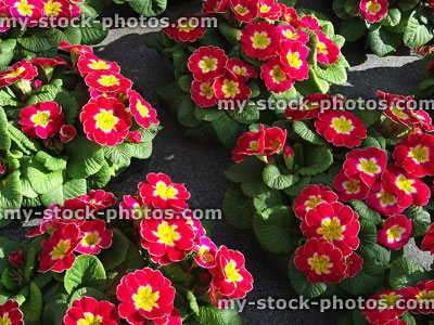 Stock image of flowering red primroses, annual winter / spring bedding trays