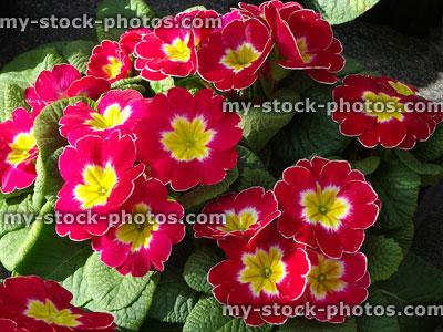 Stock image of flowering red primroses / flowers, annual winter spring bedding plants