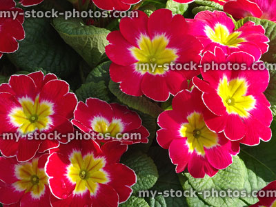 Stock image of flowering red primroses, annual winter / spring bedding plants flowers