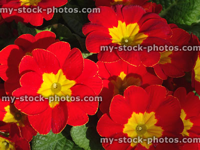 Stock image of red and yellow primroses, annual winter spring bedding plants