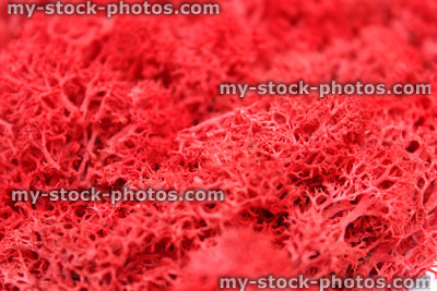 Stock image of red reindeer moss, dyed bright red in colour