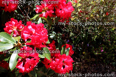 Stock image of large red rhododendron flowers in garden, spring