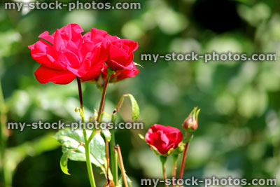 Stock image of bush with red roses with blurred garden background of leaves