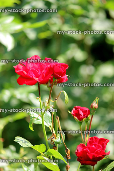 Stock image of bush with red roses and blurred garden background of leaves