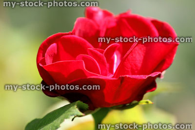Stock image of single red rose with blurred garden background of leaves
