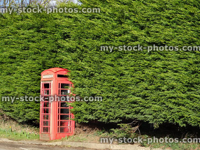 Stock image of red telephone box / kiosk against Leylandii hedge background