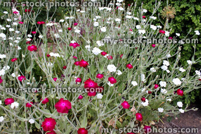Stock image of white and red rose campion flowers (Lychnis coronaria)
