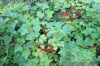 Stock image of ripe redcurrants (Ribes rubrum) growing under garden netting