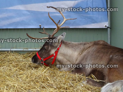 Stock image of tame Christmas reindeer, Rudolph, long antlers, deer sleeping in hay