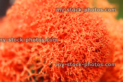 Stock image of orange / red coloured fluffy red reindeer moss, dyed lichen moss
