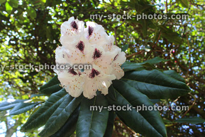 Stock image of white rhododendron flower, petals and leaves (close up)