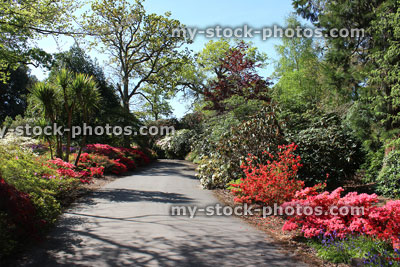 Stock image of wide footpath through colourful garden flower borders, azaleas