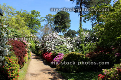 Stock image of garden gravel pathway, flowers, azaleas / rhododendrons, shrubs, trees
