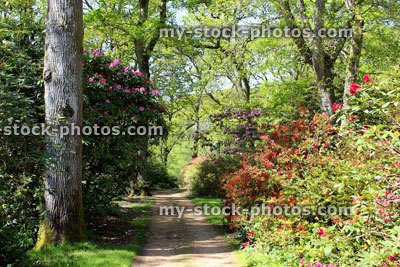 Stock image of pathway through oak woodland forest, with rhododendron flowerss