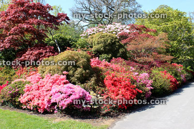 Stock image of garden filled with flowers, azaleas, shrubs, maples