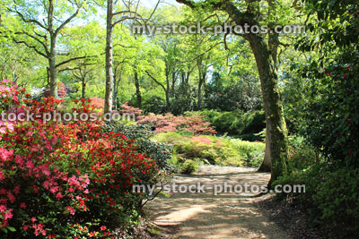 Stock image of woodland pathway, with oak / beech trees, azaleas / rhododendrons