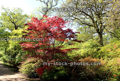 Stock image of woodland garden with Japanese maples (acer palmatum) and azaleas (rhododendrons)