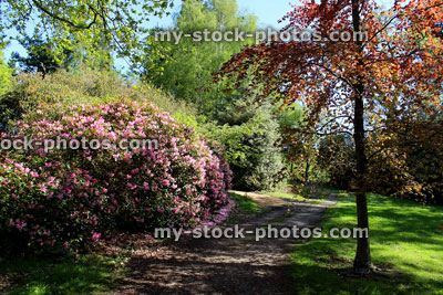 Stock image of woodland garden with copper beech tree (fagus sylvatica 'purpurea') / rhododendrons