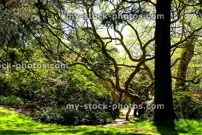 Stock image of large rhododendron trunk and branches, in shade