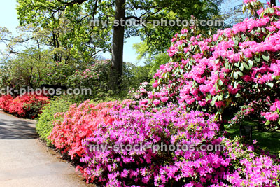 Stock image of colourful garden flower borders, with pink and purple azaleas (rhododendrons)