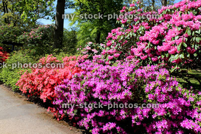 Stock image of colourful garden flower bed, with pink and purple azaleas (rhododendrons)