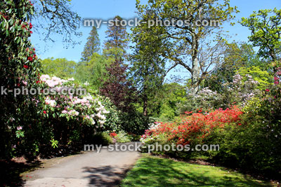 Stock image of garden pathway, line with flowering azaleas and trees