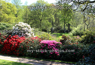 Stock image of garden path lined with pink, red and white azaleas / rhododendrons