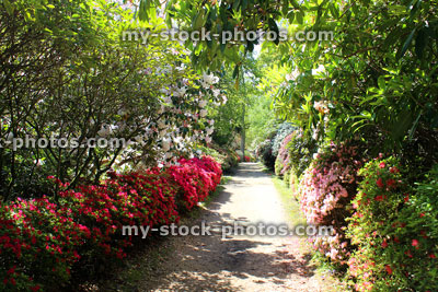 Stock image of garden path lined with flowering red azaleas / rhododendrons