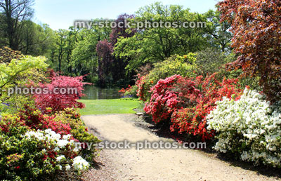 Stock image of gardens, with pathway, pond, trees, azaleas / rhododendron flowers