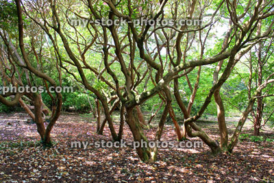 Stock image of woodland undergrowth of rhododendron tree trunks and branches