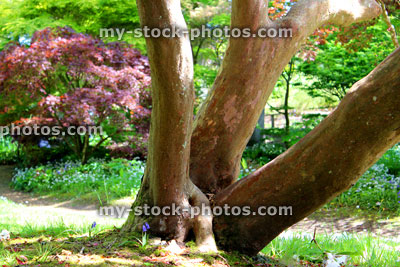Stock image of mutliple trunks of a rhododendron bush, clump of three trunks