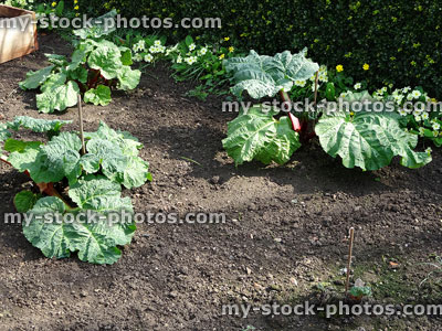 Stock image of rhubarb plants / leaves growing in allotment vegetable garden