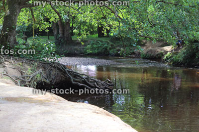 Stock image of shallow river drying up in summer, exposed roots / riverbank
