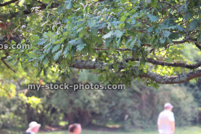Stock image of summer scene, with children / families enjoying riverbank picnic