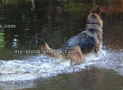 Stock image of German shepherd dog / Alsatian splashing, playing, swimming in river