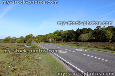 Stock image of road with 40 mph speed limit painted tarmac, New Forest