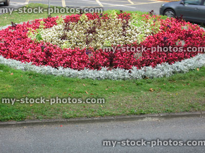 Stock image of annual flower display on roadside, red begonia flowers