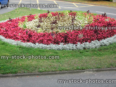 Stock image of annual flower display on roadside, red begonia flowers