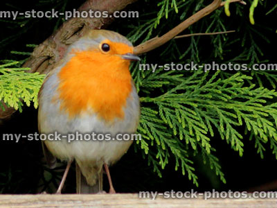 Stock image of European robin perched on a fence