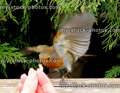 Stock image of tame robin bird eating waxworm from a hand
