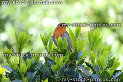 Stock image of cock robin red breast bird perched in bay tree