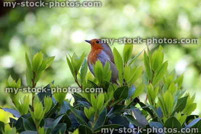 Stock image of robin red breast bird perched in bay tree