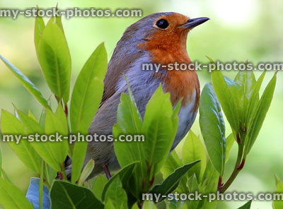 Stock image of European robin redbreast, wild bird in garden bay tree