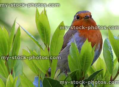 Stock image of friendly robin red breast in back garden, wild bird