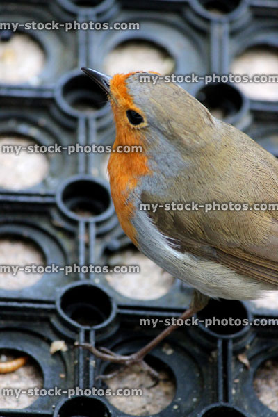 Stock image of friendly robin redbreast bird on doormat, waiting for food
