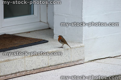 Stock image of tame robin red breast bird waiting on doorstep for food