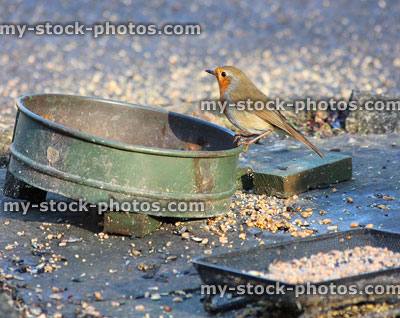 Stock image of wild robin red breast bird eat seed from dish